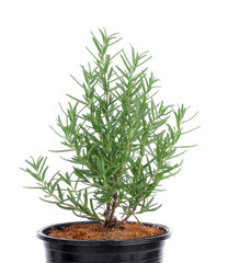 rosemary isolated on white background