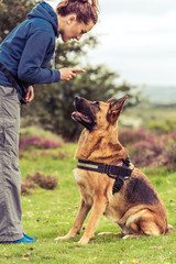 woman traing german shepherd dog