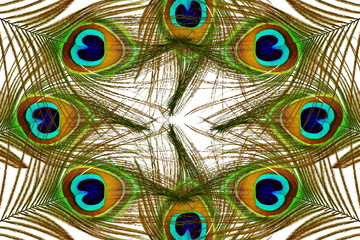 Obraz premium Beautiful peacock feathers as background 