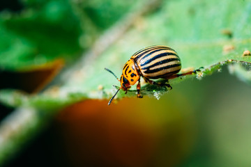 Colorado Potato Striped Beetle - Leptinotarsa Decemlineata Is A Serious Pest