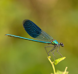 Obraz premium dragonfly in forest