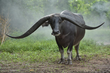 Wasserbüffel in Thailand, er ist sehr lang.