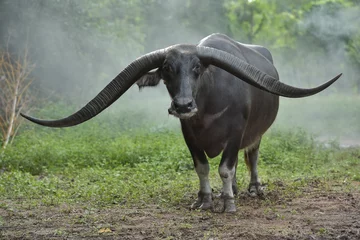 Abwaschbare Fototapete Büffel Wasserbüffel in Thailand, er ist sehr lang.
