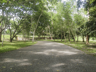country road with tunnel tree