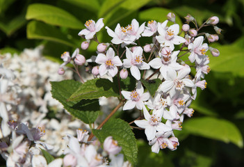 Deutzia hybrida ‘Mont Rose’