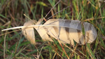 Floating Feather