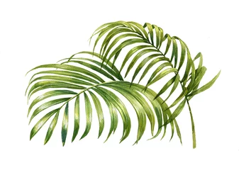 Foto op Plexiglas Monstera aquarel schilderij van kokospalm bladeren geïsoleerd op een witte achtergrond