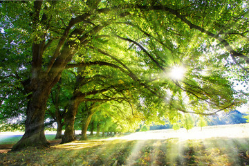 Lichtbaum - Baum mit Sonnenstrahlen