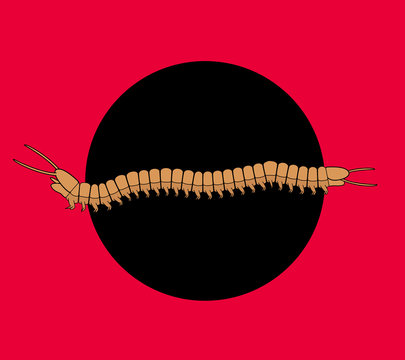 Millipede Worm