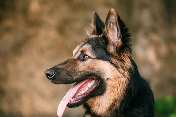 Portrait Of Medium Size Long-Haired Mongrel Black And Red Dog