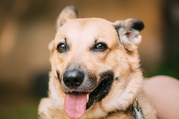 Naklejka na ściany i meble Close Up Of Mongrel Mixed Breed Female Dog With Tongue In Collar