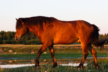 Red horse at golden hour on a pasture