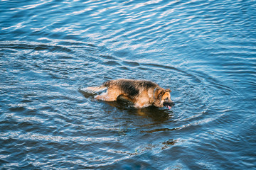 Obraz premium Adult Alsatian Wolf Dog, Running In Blue Water Of River Lake
