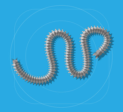 Centipede Insect