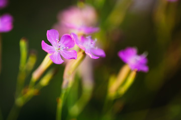 Fototapeta na wymiar Purple Wild Forest Flower, Russian Summer Nature