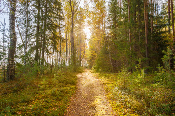 Fototapeta na wymiar Path, lane, way, pathway in wild autumn forest