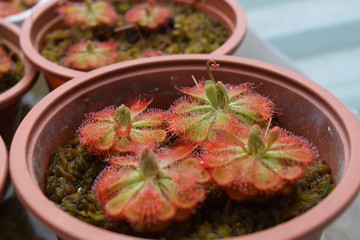 sundew carnivorous plants Drosera burmannii in pot