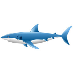 Wild shark on white background