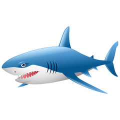 Wild shark on white background