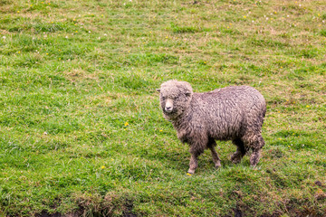 Obraz premium One Sheep In Green Farmland Meadow