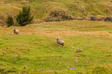 Sheep Grazing Grass In Andes Mountain