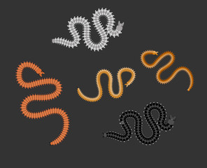 Centipede Worms