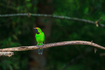 Golden-fronted leafbird on the branch
