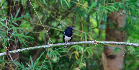Obraz premium Oriental Magpie Robin bird
