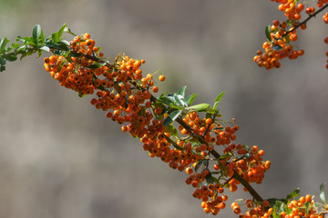 Sanddornzweig mit Früchten