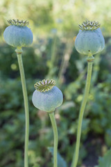 Opium poppy (Papaver somniferum)