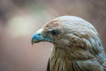 Red Tailed Hawk Close Up