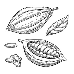 Cocoa vector superfood drawing set. Isolated hand drawn  illustr