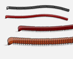Millipede Worms Vector Illustration