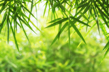 Bamboo, green nature with copy space using as background or wall