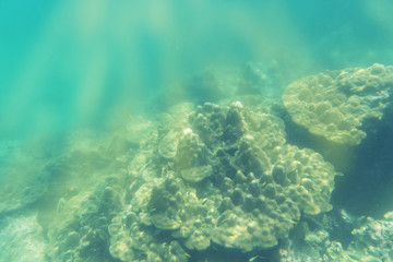 abstract coral and underwater view on sun light