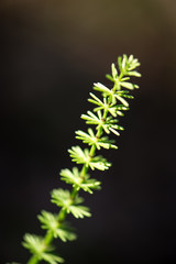 green leaves on a bed of green bush