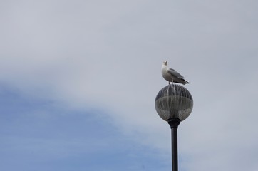 Raubmöwe auf Laterne