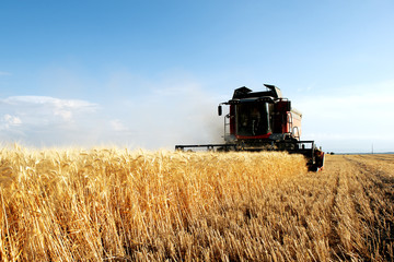 Fototapeta na wymiar wheat harvest harvester in action