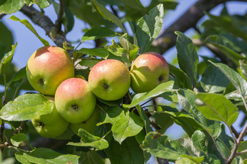 Äpfel am Baum