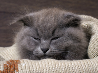 Sleepy kitten sleeps in a blanket. Grey Cat, Fluffy, Fold