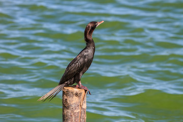 Little cormorant, Javanese cormorant (Microcarbo niger)