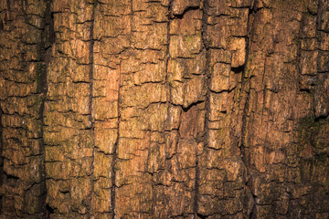 Backgrounder texture old tree
