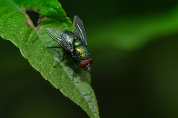 Fliegenmakro