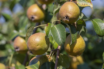Birnen am Baum