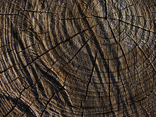 Fototapeta premium Section of the trunk with annual rings 