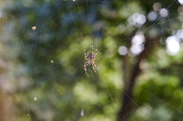 
Spider Arachnid