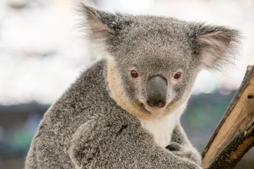 Kleiner Koala schaut in die Kamera