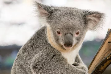 Tableaux ronds sur aluminium brossé Koala Kleiner Koala schaut in die Kamera