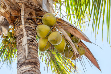 Cocotier
Cocotier &agrave; l'&icirc;le de la R&eacute;union.