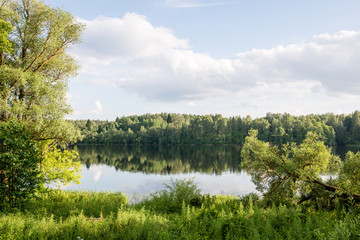 green leaves on a bed of green bush